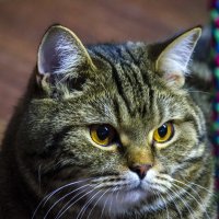 скоттиш страйт :: Гриша 6х9 или 9х12 скоттиш страйт :: Гриша 6х9 или 9х12