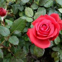 Розы алые. :: Лия ☼