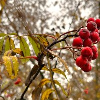 дождливое... :: Olga Oskolkova дождливое... :: Olga Oskolkova