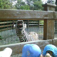 Смешная зебра :: Serega SchütZ