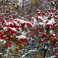 * :: Зоя Мишина