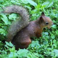 с добычей :: Любовь ***