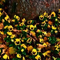 Осень 59 :: Алексей Кузнецов