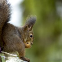 *** :: Николай Климович