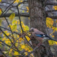 Сойка :: Игорь Протасов