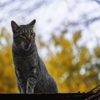 Котейка :: Игорь Протасов