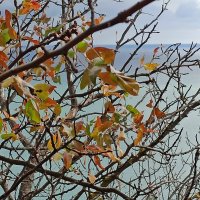 Бархатный сезон. Крым. :: Галина Бархатный сезон. Крым. :: Галина