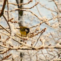 Ясный день ! Первый снег... :: Юрий Куликов