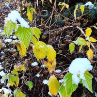 В ноябрь ворвалась зима. :: Василий Палий