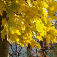 ... :: Елена Пономарева