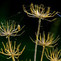 На суше или в воде ? :: Георгий А На суше или в воде ? :: Георгий А