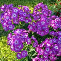 Флоксы. :: Ирина *** Флоксы. :: Ирина ***