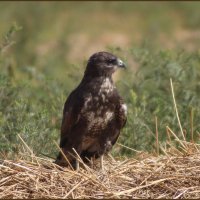 Птичка. :: Александр Птичка. :: Александр