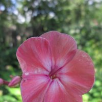 Флокс Аня Гаганова :: Дмитрий Никитин