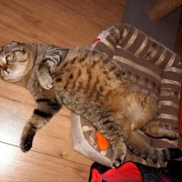 Выпал из гнезда :: светлана льдокова