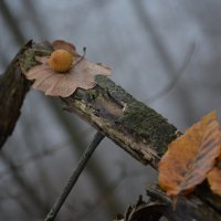 Репортаж из осени ...3 :: александр донченко