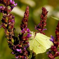 опять про бабочек...51 :: Александр Прокудин