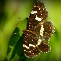 опять про бабочек...54 :: Александр Прокудин опять про бабочек...54 :: Александр Прокудин