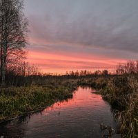 в малиновых оттенках :: сергей 