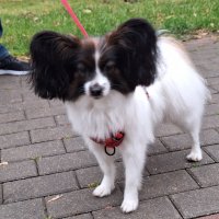 Лопоухий :: Наталья Лопоухий :: Наталья