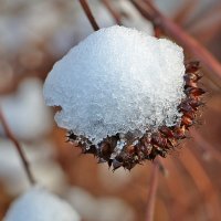 15 ноября :: Светлана 