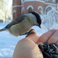 Пухляк :: Сапсан 