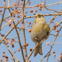 Щур :: Виктор Иванович Чернюк Щур :: Виктор Иванович Чернюк
