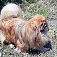 ... :: Светлана Ищенко