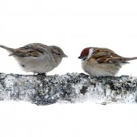 Ну и где ты шлялся всю ночь? :: Михаил Белоусов