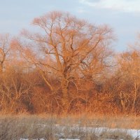 Ноябрьская сказка :: Владимир Кириченко