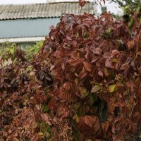 Девичий виноград :: Игорь Сикорский Девичий виноград :: Игорь Сикорский