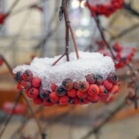 Прикрыло снежком :: Валерий Иванович Прикрыло снежком :: Валерий Иванович