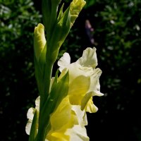 Гладиолус. :: сергей ермошкин