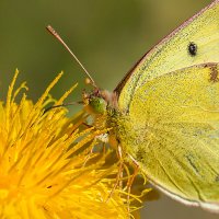 На цветке :: Андрей Пристяжнюк