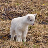 Белоснежнвй :: Александр Силинский