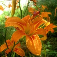 Летом :: Елена Семигина