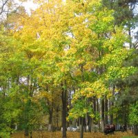 Осенью :: Елена Семигина Осенью :: Елена Семигина