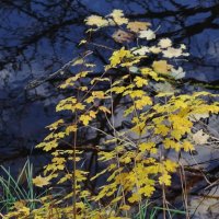 Картинки ноября :: Рита Симонова