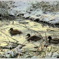 Настало времечко.... :: Aleksandr Gal