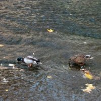 * :: Валентин Семчишин