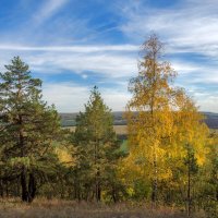 Средь берез и сосен... :: Наталья Димова