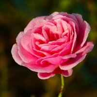 Доброе утро :: Юрий. Шмаков