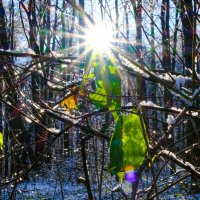 Прогулка в лесу (2) :: Георгий А Прогулка в лесу (2) :: Георгий А