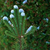 Шарики "мороженого" :: Светлана 