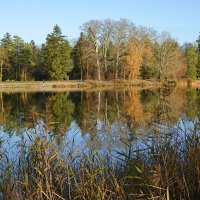 Ноябрь уж  на дворе... :: Галина 