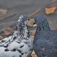 Поговорим без свидетелей! :: Валентина Нефёдова