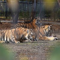 В парке Тайган :: Татьяна Тюменка