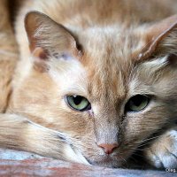 маленькие радости :: Олег Лукьянов маленькие радости :: Олег Лукьянов