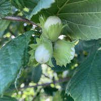 Три орешка :: Ольга Савельева 