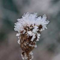 Лопушок в короне... :: Галина Ильясова